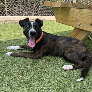 Judy, Terrier, Pit Bull, available for adoption
