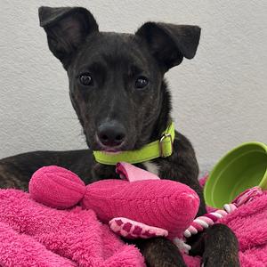 Ella, Whippet, available for adoption