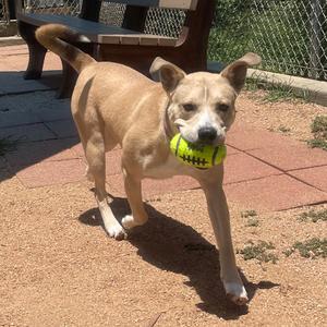 Comet, Terrier, Pit Bull, adult, available for adoption