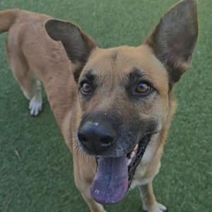 Felicity, Shepherd, adult, available for adoption
