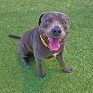 Dozer, Terrier, Pit Bull, adult, available for adoption