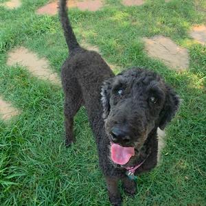 Amy, Poodle, Standard, senior, available for adoption