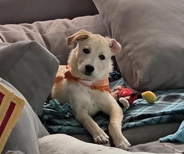 A light-colored dog with floppy ears is lying on a bed, wearing an orange bandana. The dog is surrounded by pillows and blankets, and there is a red toy and a yellow ball nearby.