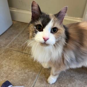 A fluffy calico cat with a white chest and face, standing on a tiled floor.