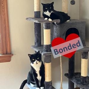 Marley & Rae, senior, available for adoption
