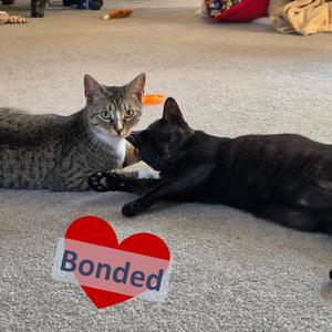 Linguine Le Chat (FIV) & Colette Le Chat (FIV), adult, available for adoption