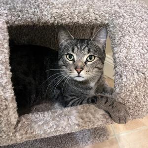 Craig, adult, available for adoption