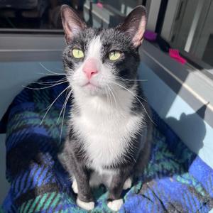 Snip, adult, available for adoption