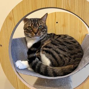 Sox, adult, available for adoption