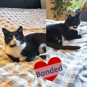 Stash & Bandit, adult, available for adoption