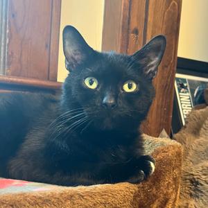 Tippy, adult, available for adoption