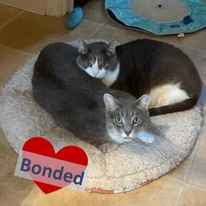 Ryu & Majesty, adult, available for adoption