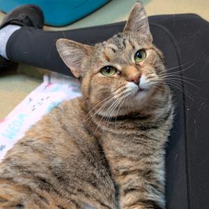 Cinnamon, adult, available for adoption