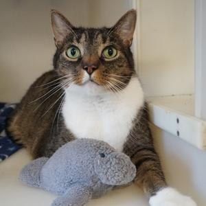 A tabby cat with green eyes and a white chest is sitting on a windowsill, holding a gray stuffed toy.