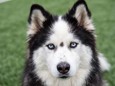AMAYA, Siberian Husky, adult, available for adoption