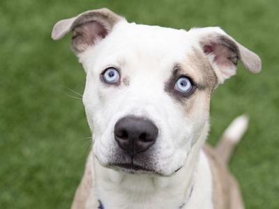 SHADOW, Siberian Husky and Am Bulldog, young, available for adoption