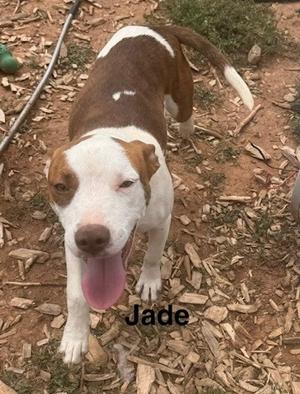 A brown and white dog named Jade standing on a dirt ground with wood chips, looking up with its tongue out.