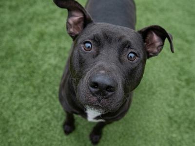 A black dog with a white patch on its chest looks up at the camera with wide eyes, standing on a green, grassy surface.