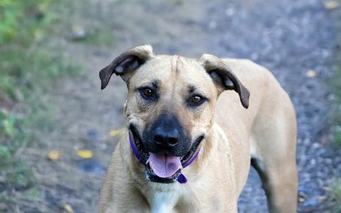 A happy brown dog with floppy ears and a purple collar, standing outdoors on a gravel path.