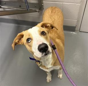 A brown and white dog with a purple leash looking up at the camera.