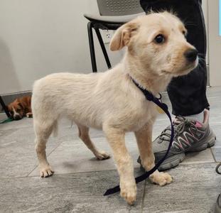A light-colored puppy standing on a tiled floor, wearing a black collar and leash. The puppy has a fluffy coat and is looking to the side. In the background, there is a person's leg and foot, and another dog lying down.