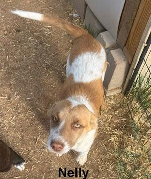 A brown and white dog named Nelly standing on a dirt ground, looking up at the camera.