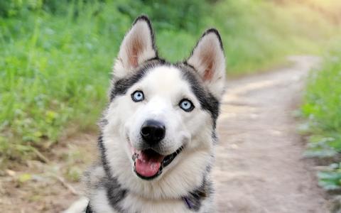 A happy husky dog with blue eyes and a black and white coat, standing on a dirt path in a grassy area.