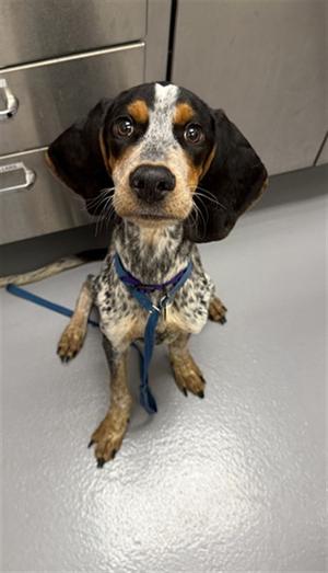 SPUD, Blutik Cnhound Mix, young, available for adoption