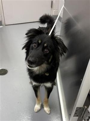 OAKLYN, German Shepherd Dog and Border Collie, young, available for adoption