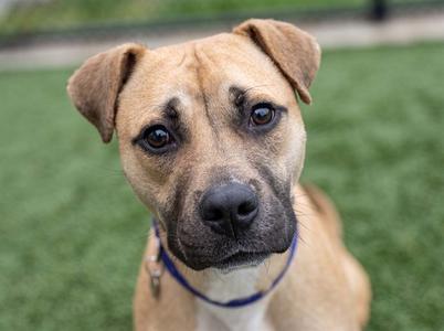 a brown dog with a blue collar looking at the camera