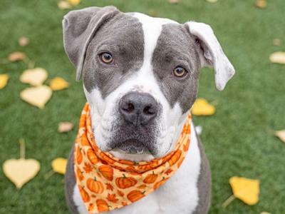 PENNY, Pit Bull Terrier Mix, adult, available for adoption