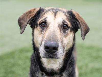 APPLE PIE, German Shepherd Dog and Siberian Husky, adult, available for adoption