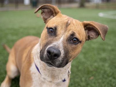 A brown and white dog with floppy ears looking at the camera on a grassy field.
