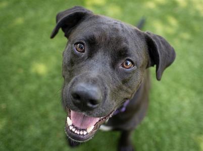 ANDY BERNARD, Nonspecific, young, available for adoption
