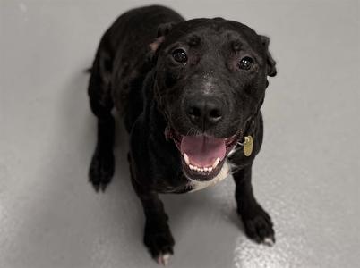 MAIA, Pit Bull Terrier, adult, available for adoption