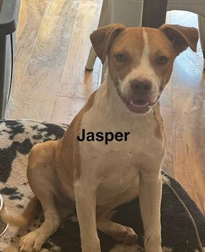 A brown and white dog named Jasper sitting on a patterned rug.