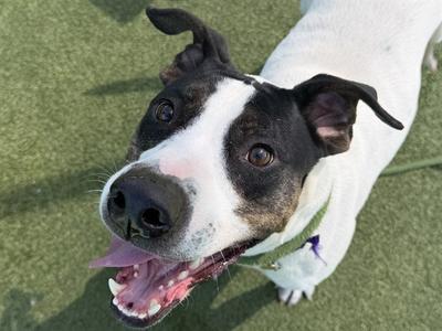 WILBUR, Nonspecific, young, available for adoption