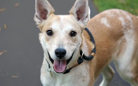 MILO, Australian Cattle Dog Mix, young, available for adoption