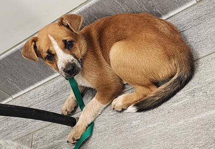 OAKLEY, Australian Cattle Dog, puppy, available for adoption