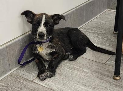BEAR, Australian Cattle Dog, puppy, available for adoption