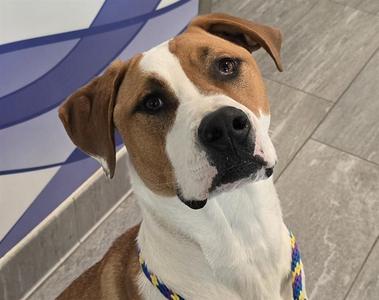 MILO, Nonspecific, young, available for adoption