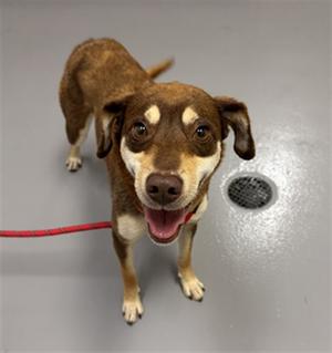 A brown and white dog with floppy ears and a red leash, standing on a gray floor with a drain in the background.