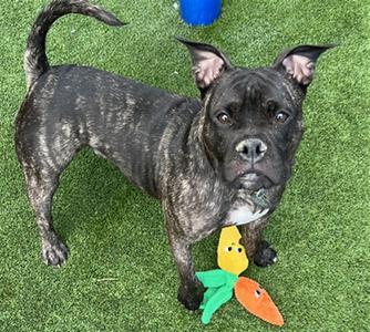 RUSTY, Boxer Mix, young, available for adoption