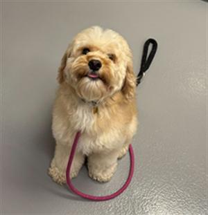 A fluffy, light-colored dog sitting on a gray surface, holding a pink leash in its mouth and a black leash in its paw.