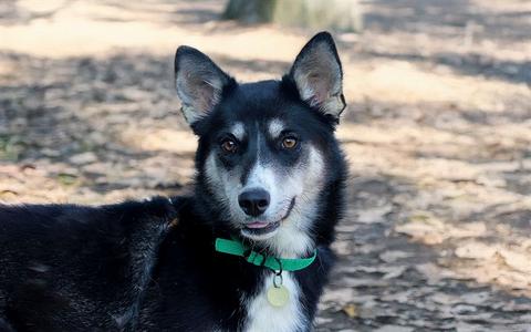 ASPEN, Siberian Husky Mix, adult, available for adoption