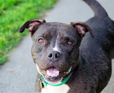NENA, Pit Bull Terrier, adult, available for adoption