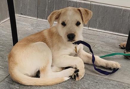 A light-colored puppy lying on a tiled floor, wearing a blue leash.
