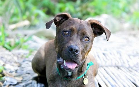 DONUT, Nonspecific, young, available for adoption