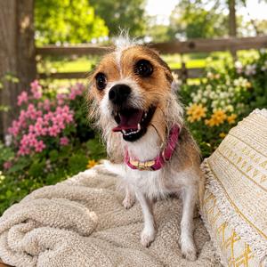 PIPER (648), Terrier, Wire Fox, adult, available for adoption