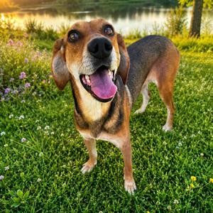 EVERGREEN, Hound, adult, available for adoption